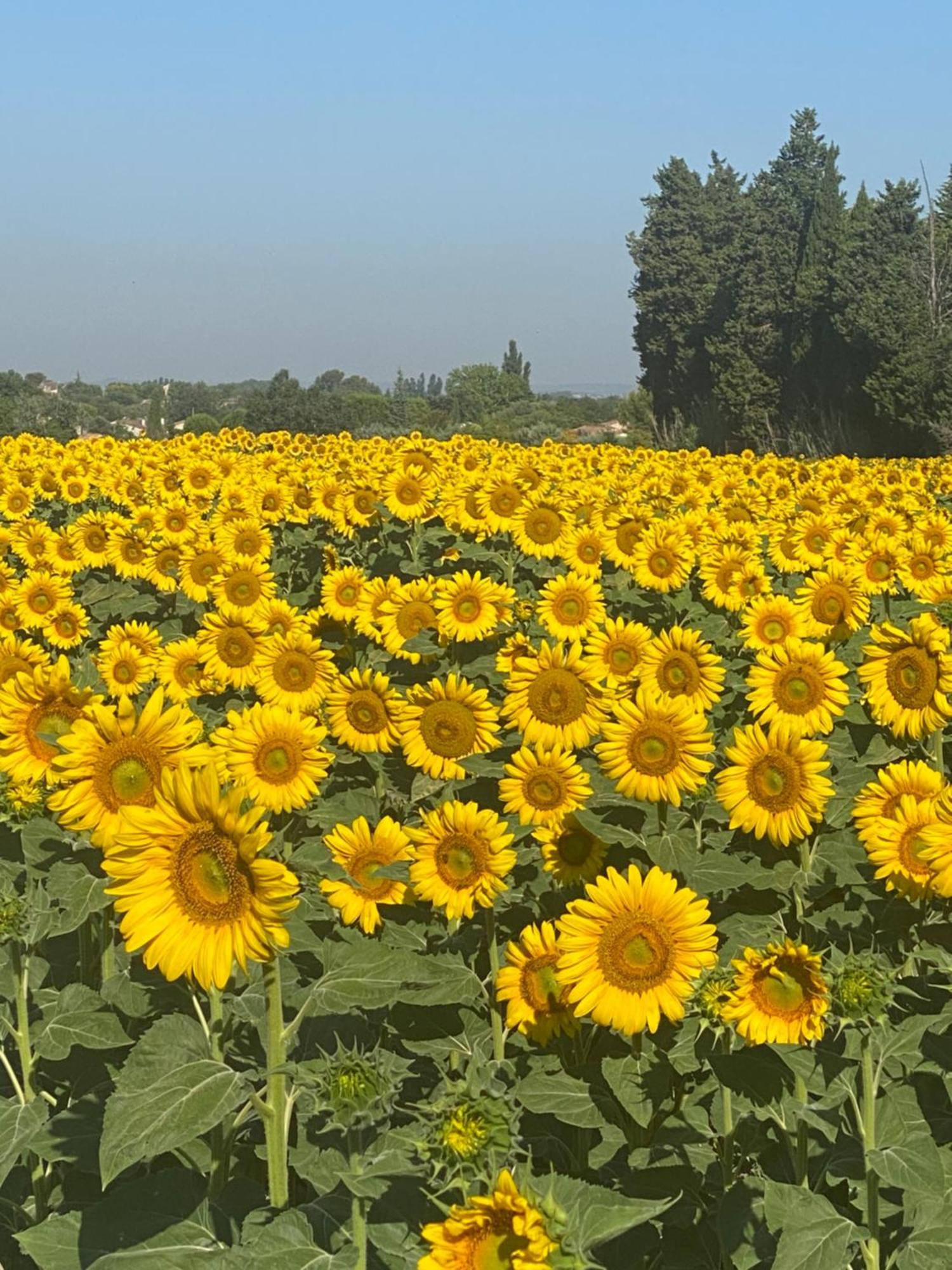 فيلا La Roubine, Velleron المظهر الخارجي الصورة